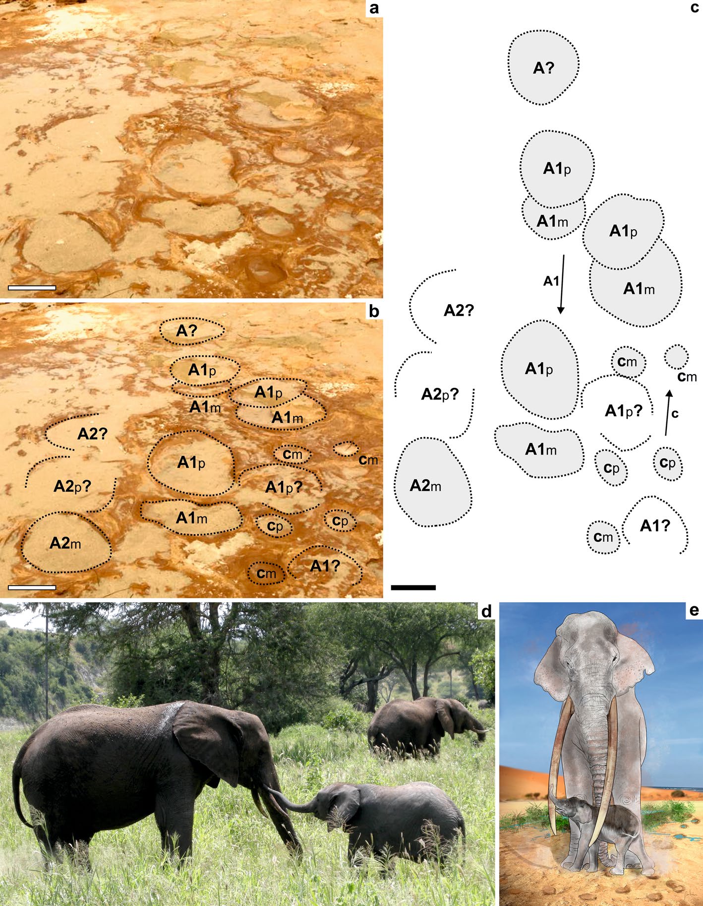 Estudo Scientific Reports P. Proença Cunha