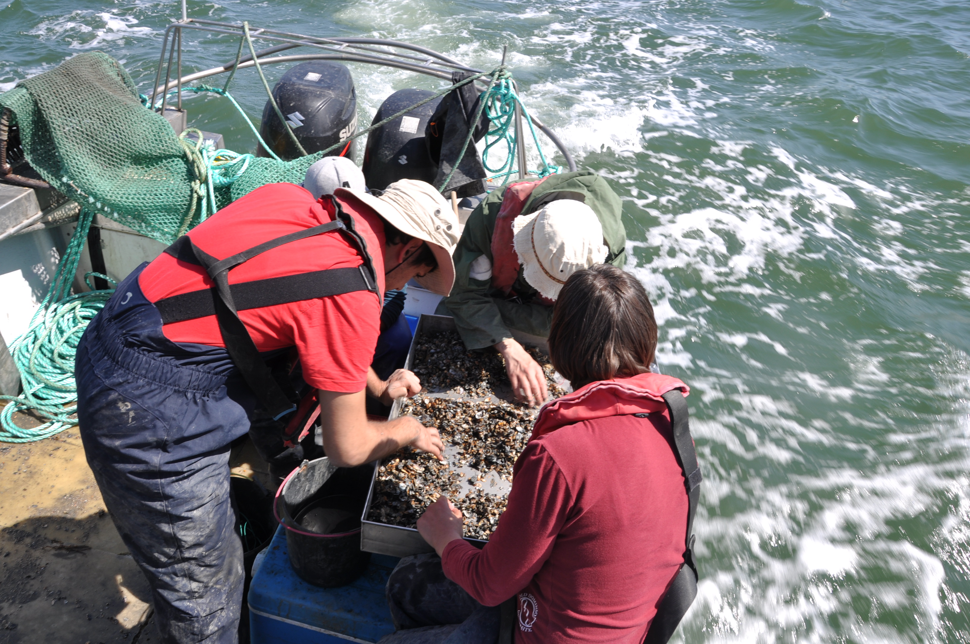 A amêijoa-japónica do Tejo, uma experiência que pode ser letal - Life  Invasaqua