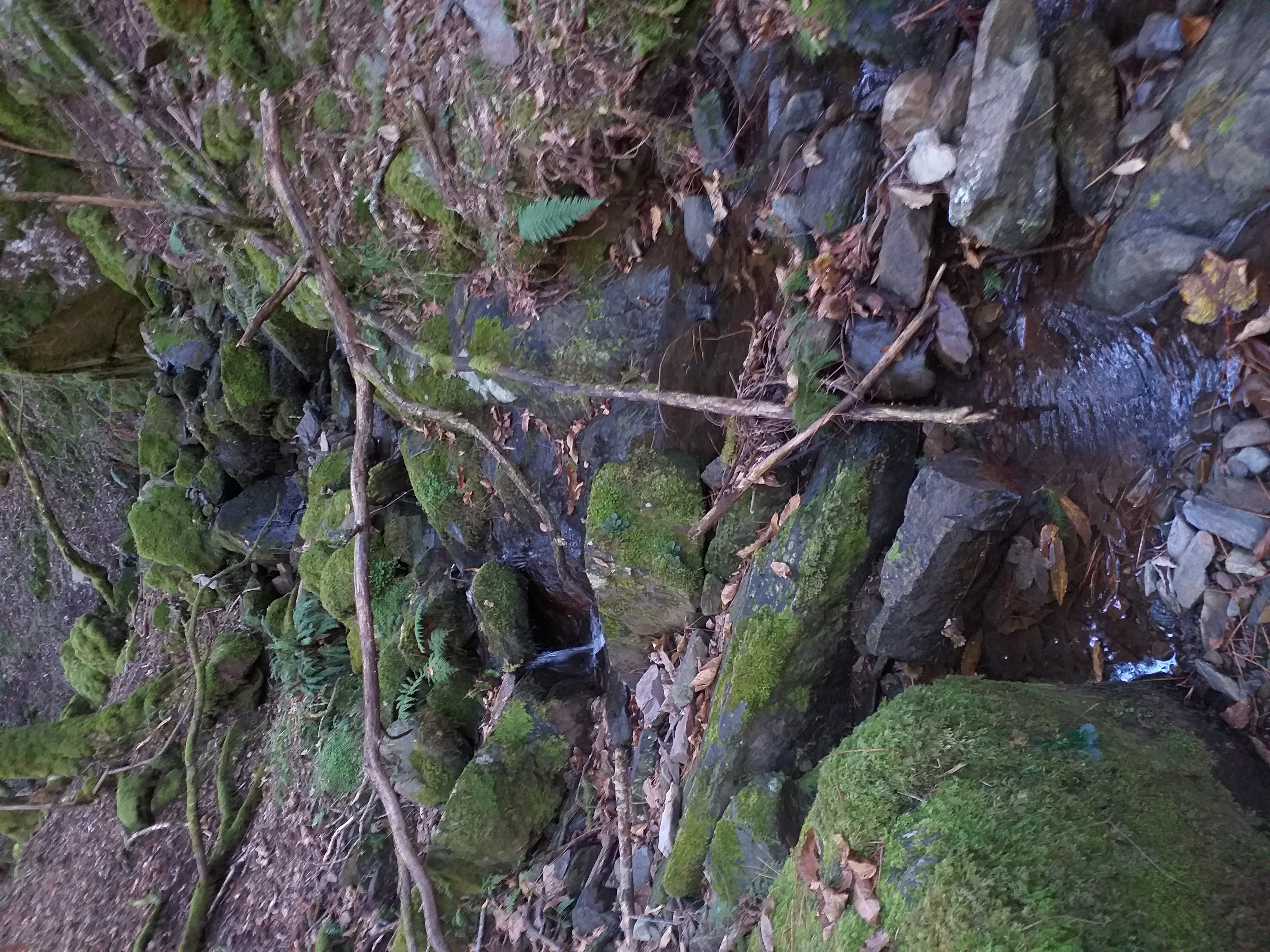 Ribeiro na Serra da Lousã (imagem de Verónica Ferreira)