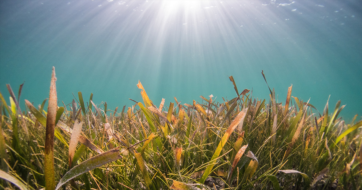 Benthic Systems: Functional and Diversity Assessment