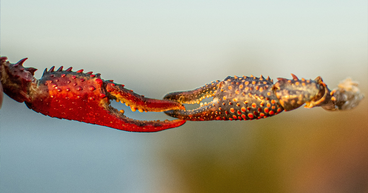 Biological Invasions