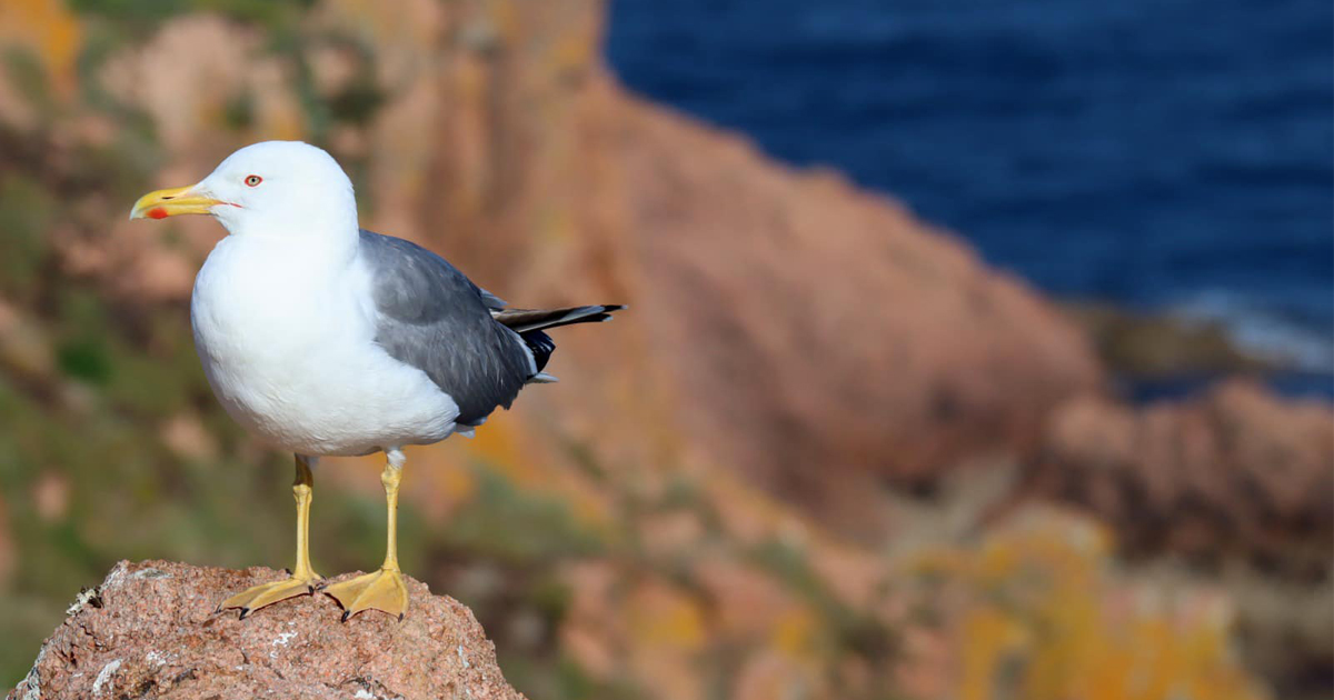 Ecologia e Conservação de Predadores de Topo