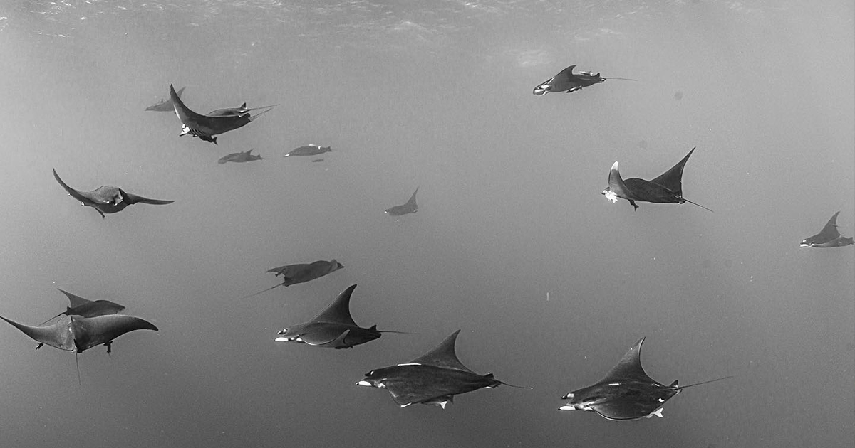 Ecologia e Conservação Marinha