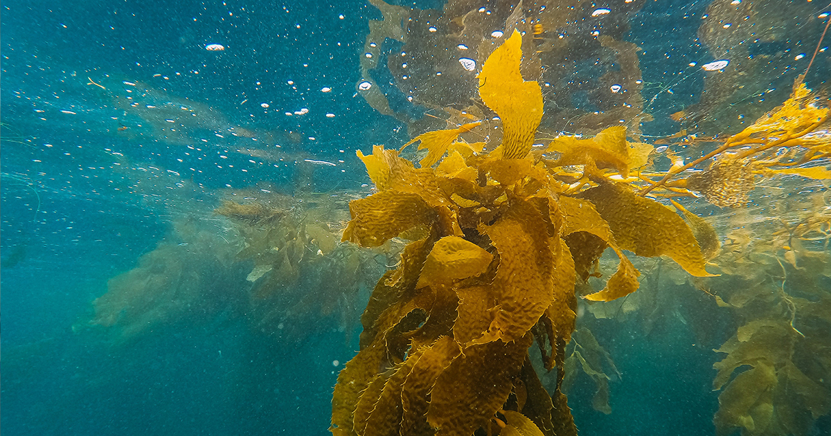 Ecologia Marinha e Biotecnologia