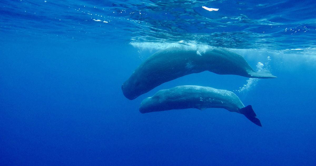 Megafauna marinha e oceano aberto